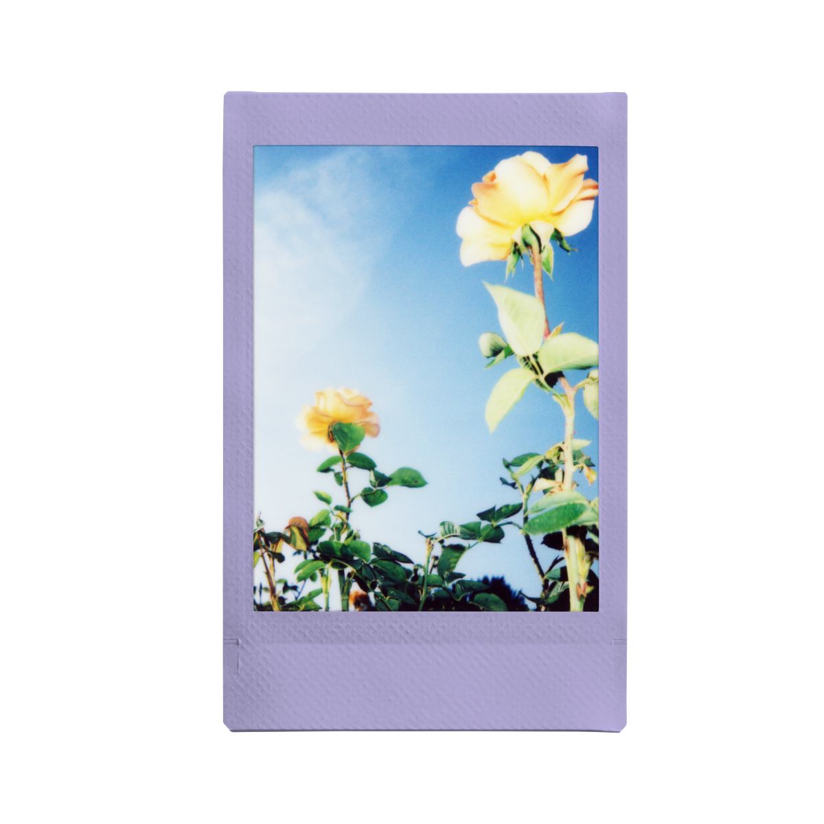 Mini Film Soft Lavender